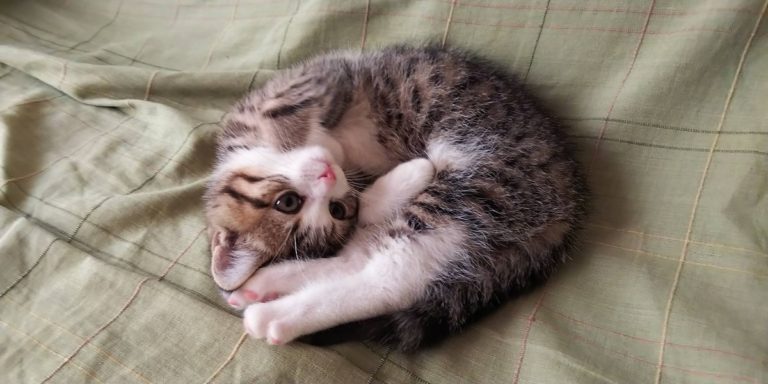 獣医もおすすめ　子猫のごはん🐈