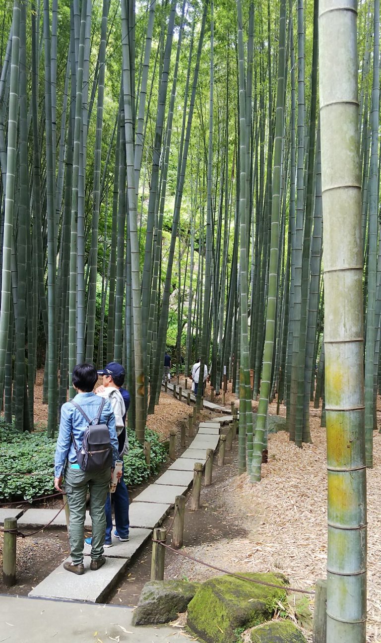 鎌倉尽きない魅力！　おすすめスポット竹の寺（報国寺）